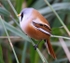 Bearded Tit