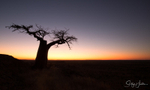 Rhodes Baobab 2