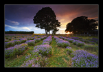 The Lavender Field