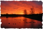 Curlie Sunrise 3