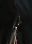 Horse Eye 42