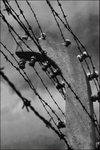 Auschwitz fence detail 2 bw