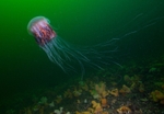Cyanea capillata