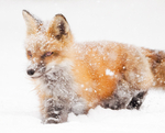 Foxes of Port Ryerse portfolio
