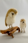 Barn Owls (Large and Med)
