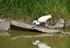 Little Egret