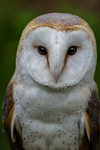 barn owl tyto alba-9458