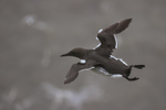 Guillemot hangs in strong breeze, Bempton Cliffs, Yorkshire