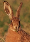 Brown Hare
