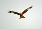 Red Kite