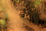 Jaguar (female) well-hidden in bush, Corixo Negro, Mato Grosso, Brazil