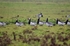 Barnacle Geese