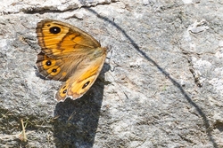 Large Wall Brown