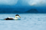 Drake Eider on lagoon, Jokulsarlon, Iceland
