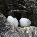 Common Murre (Guillemot) portfolio