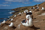 Black-browed Albatross