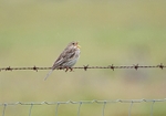 Corn Bunting
