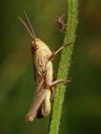 Unidentified Grasshopper (and Aphid)