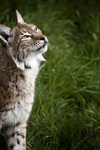 Eurasian Lynx