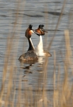 Great Crested Grebes, Oxford Island
