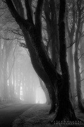 Misty Avenue