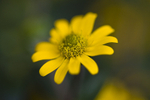 Flower - 1207