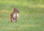 Red Squirrel - Sciurus vulgaris