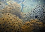 Frog Spawn_fs_002