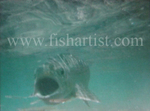 Underwater Taupo Hen Chasing Smelt.