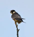 Hobby perched on top of a tree at Otmoor RSPB