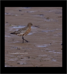 Godwits