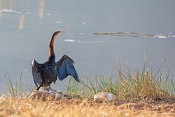 Bird African Darter