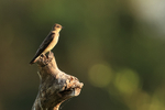 Southern Rough-winged Swallow portfolio