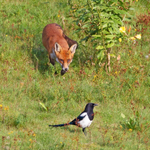 Red Fox - Vulpes vulpes