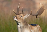 Fallow Deer - Dama dama