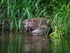 Eurasian Beaver