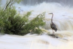 Birds and Animals portfolio