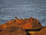 Turnstones