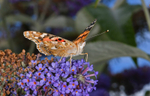 Painted lady