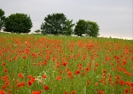 Poppies
