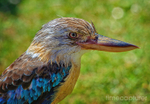 The Beak