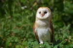 Barn Owl