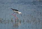 Black-winged Stilt