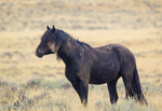 I Am Mustang