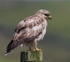 Common Buzzard