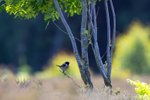 Stonechat