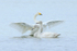 Adult Whooper Swan flapping its wings behind two juveniles, Otmoor