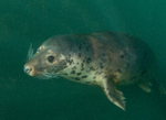 Grey Seal - Halichoerus grypus