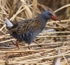 Water Rail