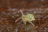 Calvatomina nr. superba